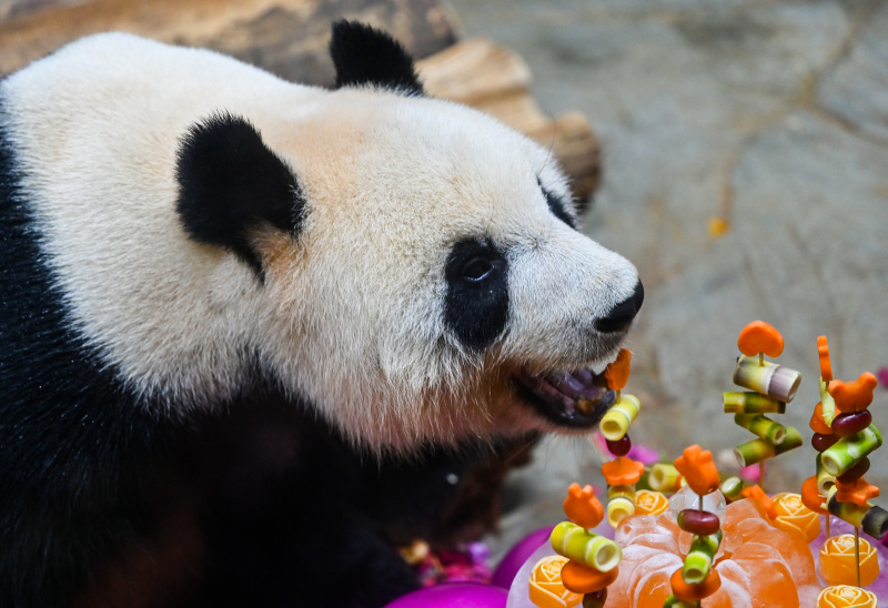 Le panda géant Gonggong mange dans le Parc animalier tropical et jardin botanique de Hainan