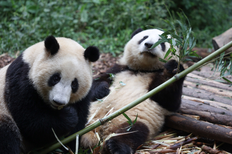 Deux pandas géants dans la Base de recherche sur l'élevage des pandas géants de Chengdu