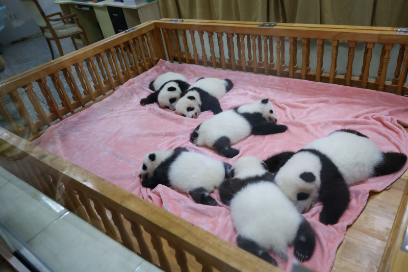 Des bébés pandas géants dans la Base de recherche sur l'élevage des pandas géants de Chengdu
