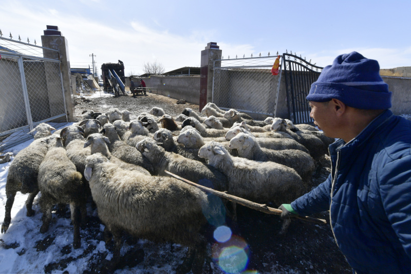 Un villageois fait sortir des moutons de leurs enclos pour les vendre dans le bourg de Huanghuatan du district de Gulang