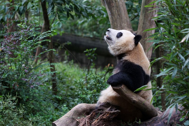 Un panda géant dans la Base de recherche sur l'élevage des pandas géants de Chengdu
