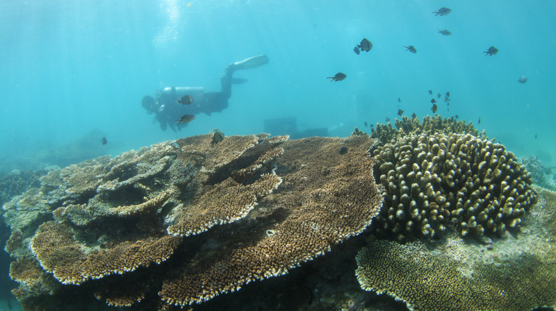 Un plongeur vérifie l'état des coraux dans les eaux de l'île de Fenjiezhou