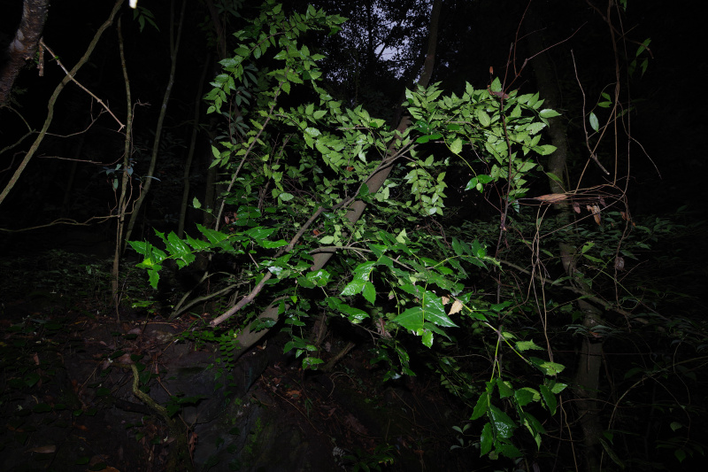 Photo prise par le chercheur Hu Jun le 10 août 2022 montrant la plante Euonymus aquifolium dans la nature