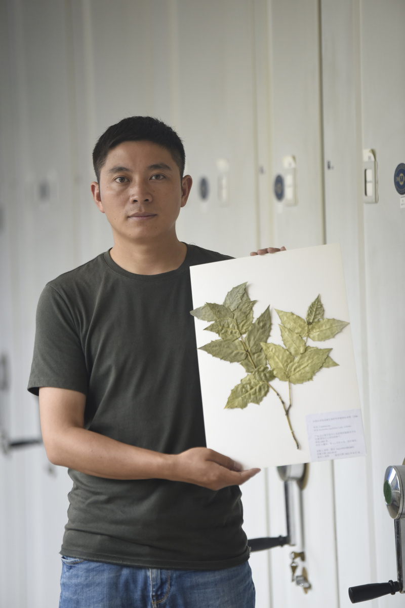 Le chercheur Hu Jun montrant un spécimen d'Euonymus aquifolium à l'Institut de biologie de Chengdu relevant de l'Académie chinoise des Sciences dans la province du Sichuan dans le sud-ouest de la Chine