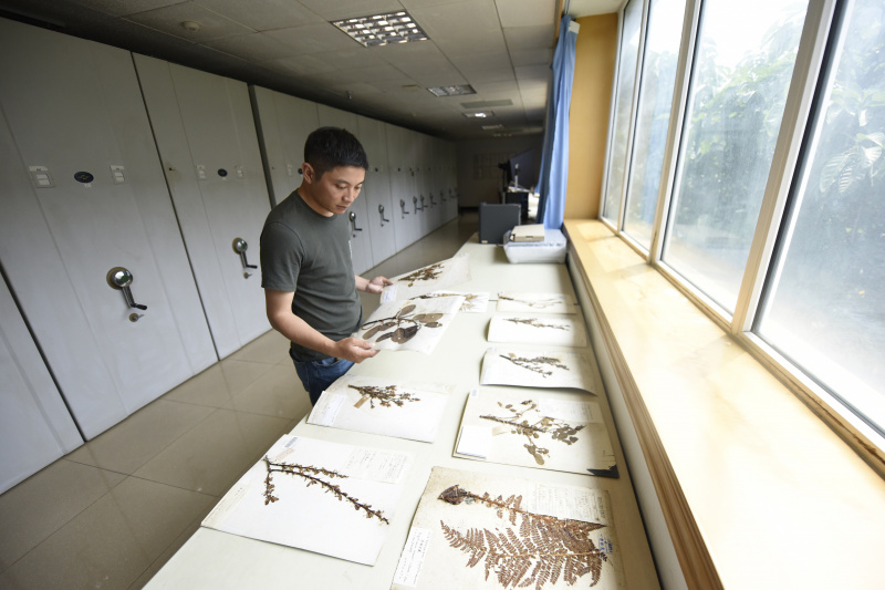 Le chercheur Hu Jun examine des spécimens à l'Institut de biologie de Chengdu relevant de l'Académie chinoise des sciences