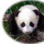 Comptine chinoise : Mimi, le Panda