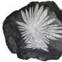 Xnotime ou pierre chrysanthme