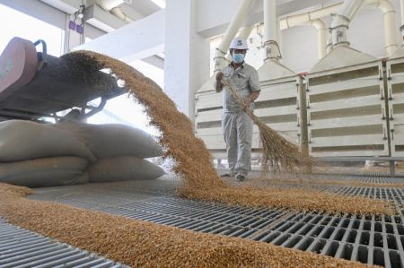 (miniature) Un employé transporte des céréales à la filiale de Dagang de la Central Grain Reserve Tianjin Dongli Direct Warehouse Co