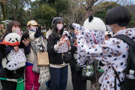 (miniature) Des amoureux des pandas partagent leur passion dans les jardins zoologiques d'Ueno à Tokyo