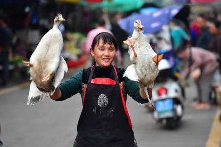 (miniature) Une employée d'une société d'e-commerce présente des canards dans le district autonome Miao de Rongshui