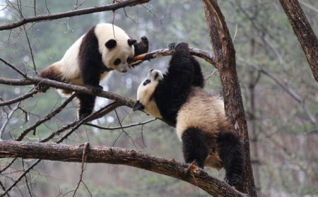 (miniature) Les pandas géants Lulu (à droit) et Xiaoxin s'amusent sur un arbre dans la Base d'entraînement à l'état sauvage pour les pandas de Qinling dans la Réserve naturelle de Foping