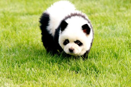 (miniature) chien-panda