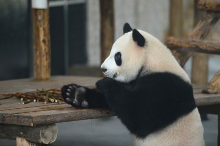 (miniature) Le panda géant Qingqing s'amuse au zoo écologique de Changsha