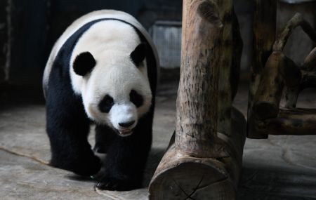 (miniature) Le panda géant Shunshun dans le Parc animalier tropical et jardin botanique de Hainan