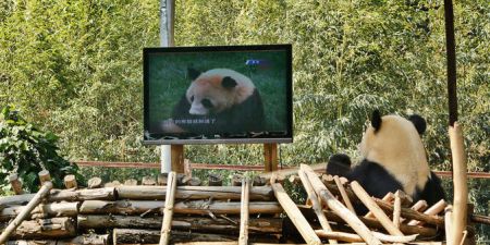 (miniature) Un zoo offre une télé à un panda pour lutter contre sa dépression
