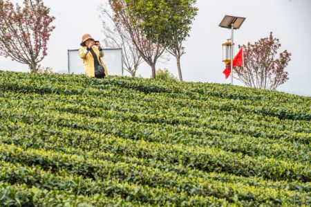 (miniature) Une touriste visite une plantation de thé du bourg de Yongrong