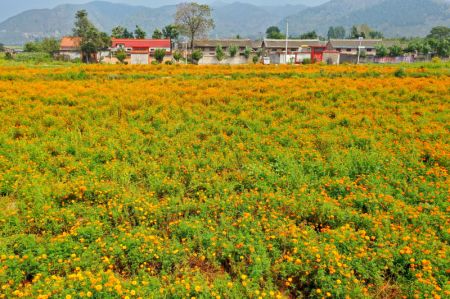 (miniature) Des soucis en fleur prêts à être récoltés dans le district de Yuanqu de la ville de Yuncheng