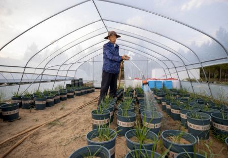 (miniature) Un ouvrier arrose des plantes pour la recherche sur l'adaptabilité des plantes dans une station d'observation à Yanchi