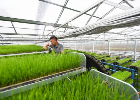 (miniature) L'agriculteur Wang Chenglin vérifie la croissance des semis de riz dans un système de pépinière de riz intelligent d'une base de démonstration de riziculture intelligente du bourg de Gongyi