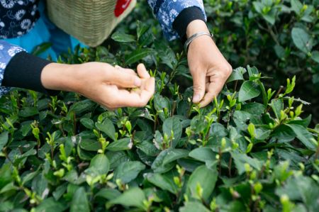 (miniature) Une agricultrice cueille des feuilles de thé dans une plantation de thé du bourg de Yongrong