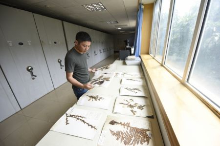 (miniature) Le chercheur Hu Jun examine des spécimens à l'Institut de biologie de Chengdu relevant de l'Académie chinoise des sciences