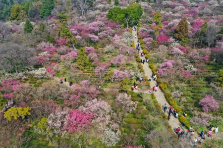 (miniature) Des gens visitent une montagne avec des pruniers en fleurs