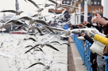 (miniature) Des visiteurs observent des mouettes à Qingdao