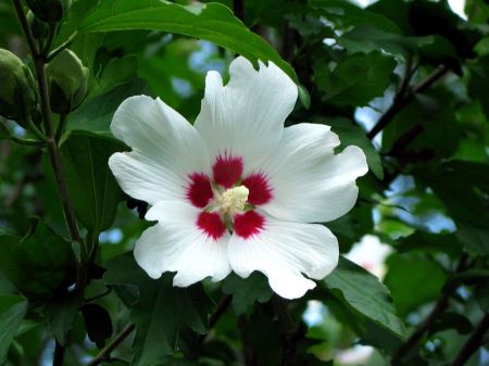 (miniature) hibiscus, rose de Sharon, fleur nationale de Corée