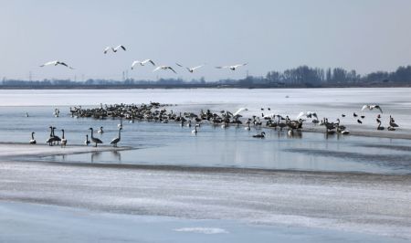 (miniature) Photo d'oiseaux migrateurs sur un haut-fond du fleuve Jaune