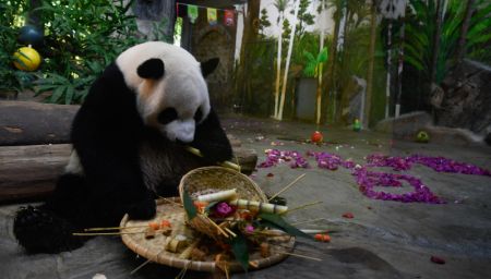 (miniature) Le panda géant Shunshun dans le Parc animalier tropical et jardin botanique de Hainan
