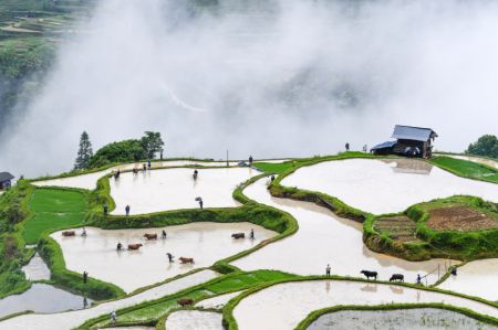 (miniature) Des agriculteurs et du bétail travaillent dans les champs en terrasse lors d'un événement présentant les traditions agricoles locales dans le district de Liping de la préfecture autonome Miao et Dong de Qiandongnan