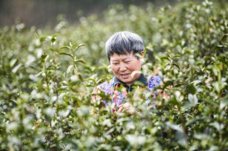 (miniature) Une agricultrice cueille des feuilles de thé dans le village de Zhangmu du bourg de Wuma