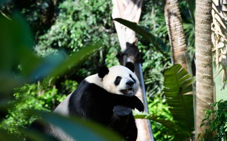 (miniature) Le panda géant Shun Shun dans le Parc tropical de la faune et jardin botanique de Hainan à Haikou