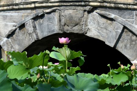 (miniature) Des fleurs de lotus près du pont Wanning