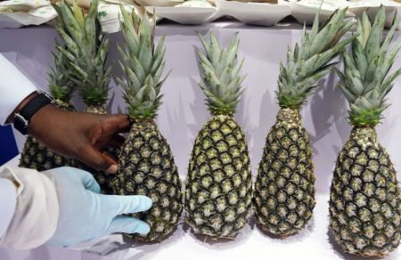 (miniature) Des ananas du Bénin font leurs débuts en Chine lors de la 6e Exposition internationale d'importation de la Chine (CIIE) à Shanghai (est de la Chine)