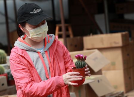 (miniature) Une femme choisit des plantes dans un marché aux fleurs à Wuhan