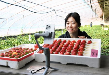 (miniature) Une employée fait la promotion de fraises par livestreaming dans une serre de l'arrondissement de Pinggu