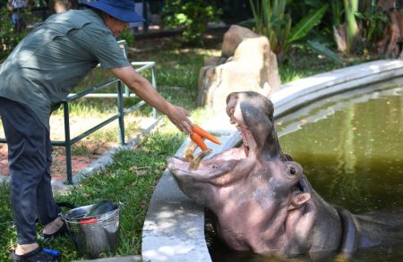 (miniature) Un éleveur nourrit un hippopotame avec des carottes fraîches au zoo de Guangzhou