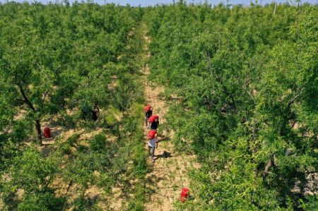 (miniature) Photo aérienne prise le 15 septembre 2021 de villageois portant des dattes venant d'être récoltées dans le district de Ruicheng de la ville de Yuncheng