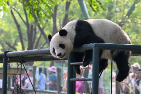 (miniature) Le panda géant Xi Le se détend au Zoo de Tianjin