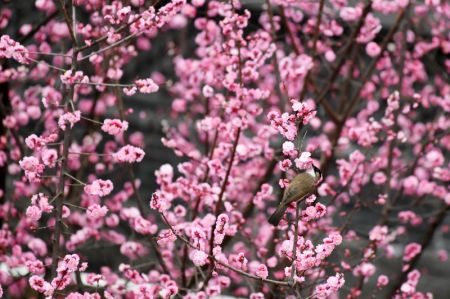 (miniature) Un oiseau s'arrête sur une branche d'un prunier à Renhuai
