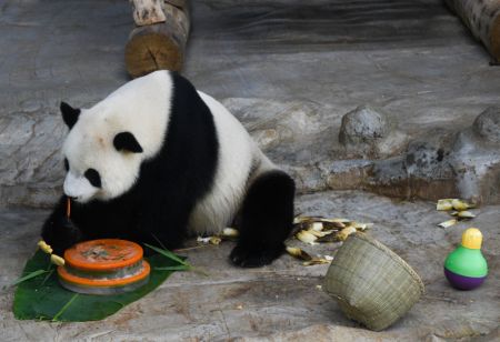 (miniature) Le panda géant Gong Gong dans le Parc tropical de la faune et jardin botanique de Hainan à Haikou