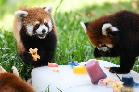 (miniature) Des pandas roux dégustent des fruits glacés au zoo de Guangzhou