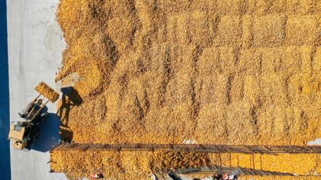 (miniature) Photo aérienne d'un agriculteur transférant du maïs récolté à Gongzhuling