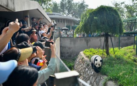 (miniature) Des touristes prennent des photos du panda géant Xi Le au Zoo de Tianjin