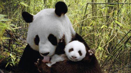 (miniature) Pandas : Les 30 photos les plus craquantes