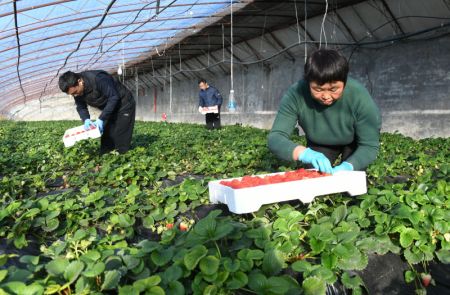 (miniature) Des agriculteurs récoltent des fraises dans une serre de l'arrondissement de Pinggu