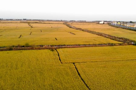 (miniature) Photo aérienne de rizières dans le district de Gannan
