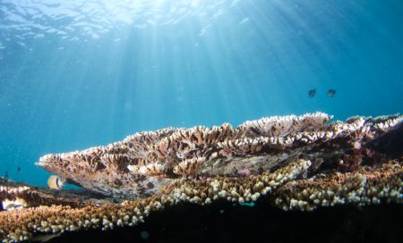 (miniature) Des coraux dans les eaux de l'île de Fenjiezhou