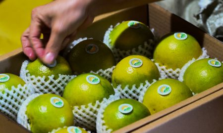 (miniature) Des employés emballent des oranges vertes dans une usine du District autonome Li et Miao de Qiongzhong